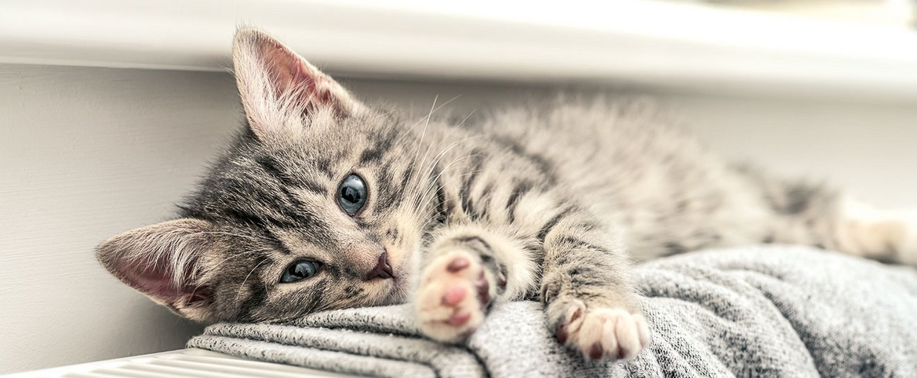 Das Einstiegsbild zeigt Kater Max, der auf einer Heizung liegt.